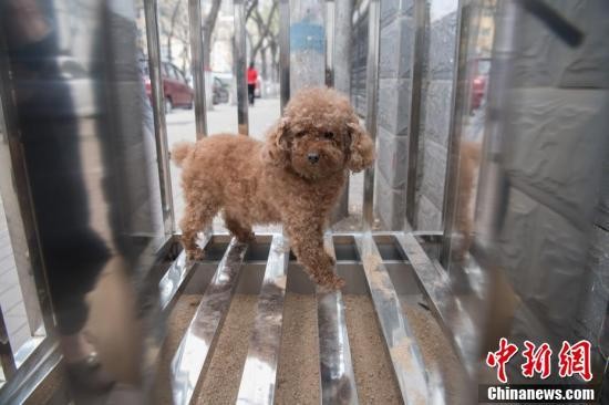 山西太原街头现狗狗公厕提倡文明养犬