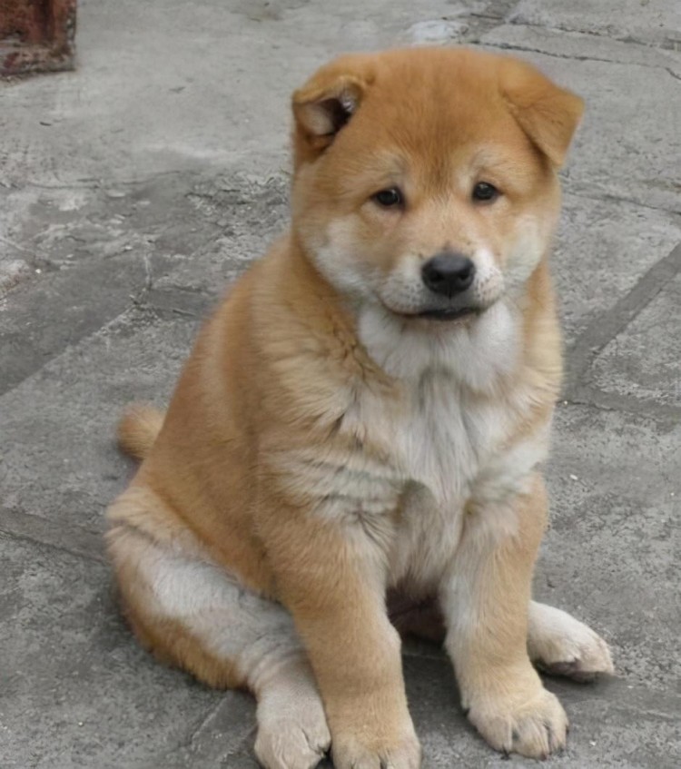 日本的土狗柴犬凭什么能比中国土狗的身价贵几十倍