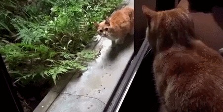 当流浪猫看见宠物猫时会想些什么