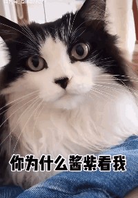 我家猫多多少少有点看不起人…