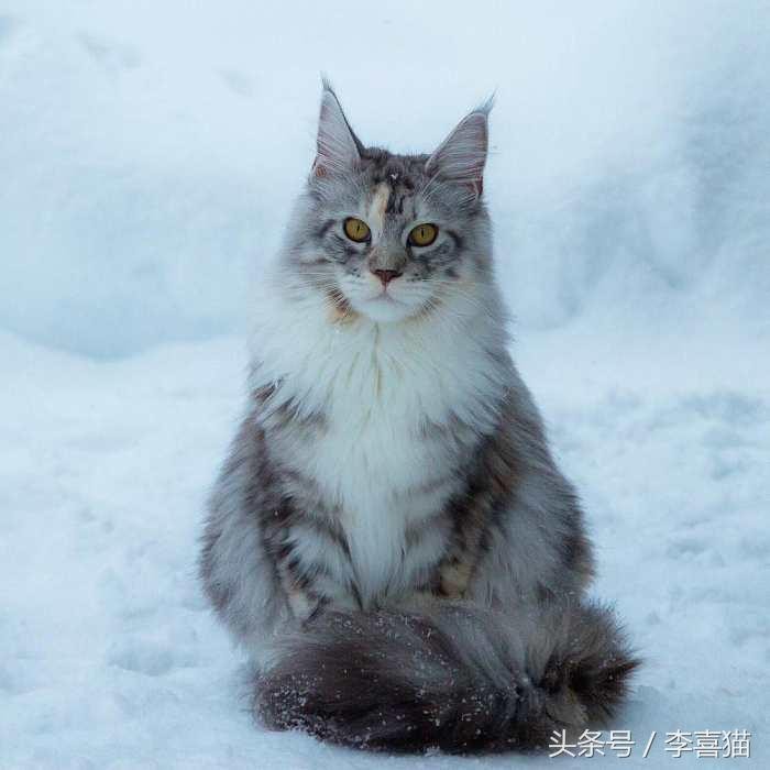 猫的外表狗的性格！威武帅气缅因猫，冰天雪地中的大尾巴精灵！