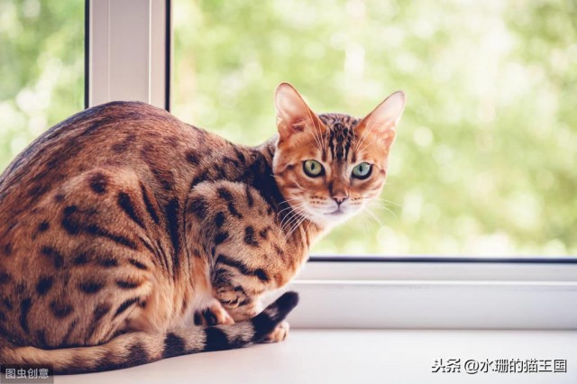 谁说猫咪都养不熟细数现代宠物猫的看家好本领