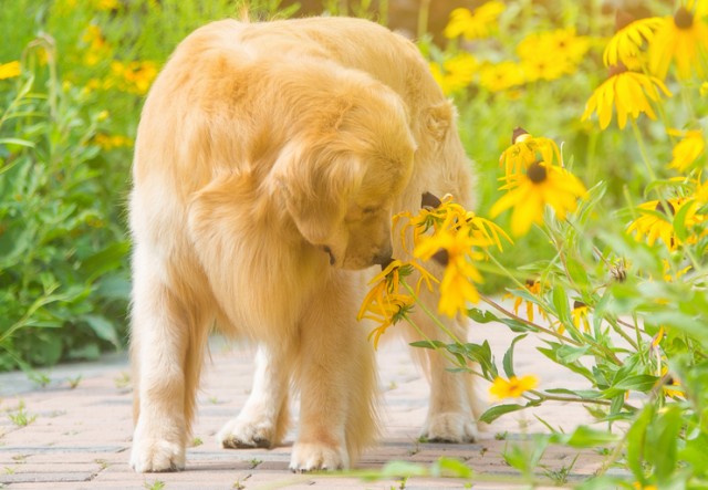 金毛犬毛色干燥无光泽对症下药才是关键