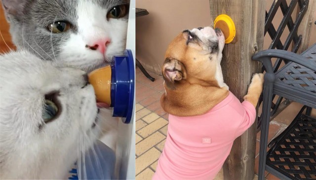 避坑宠物零食养猫养狗的看过来千万不要再买了