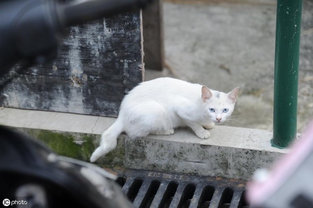 想收养一只流浪猫怎么办要怎么驯服流浪猫