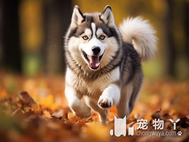 小柴犬是什么意思？