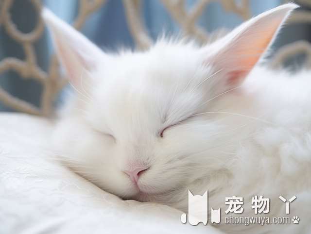 需要给猫狗打疫苗了吗？